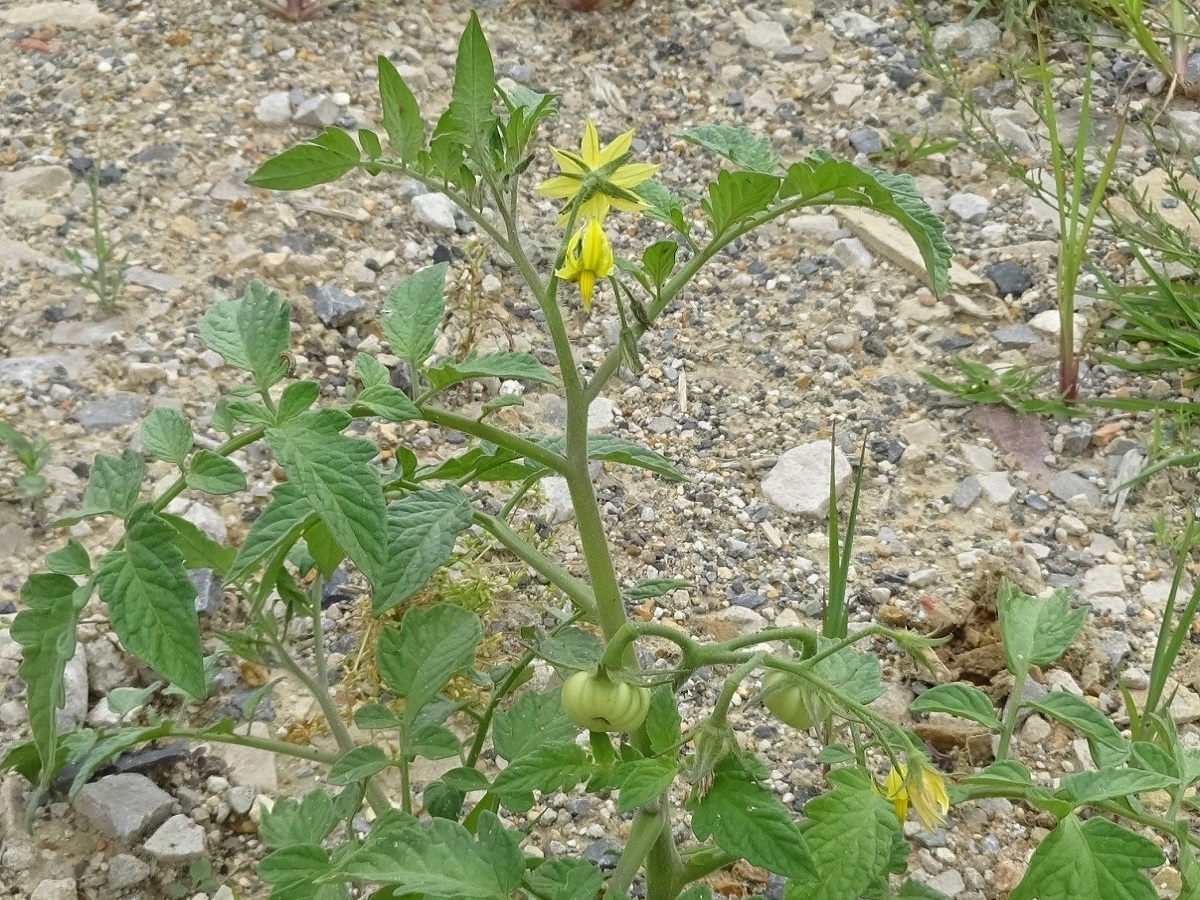 Solanum lycopersicum (Solanaceae)